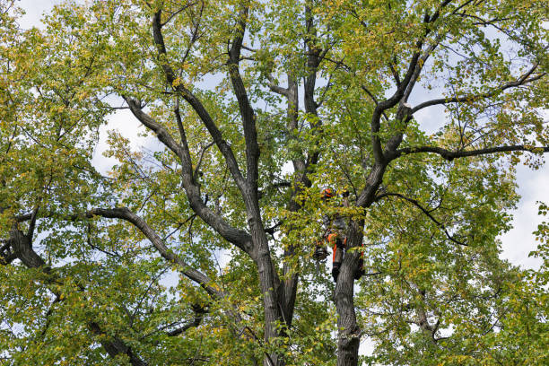 Professional Tree Care in Lake Mills, IA